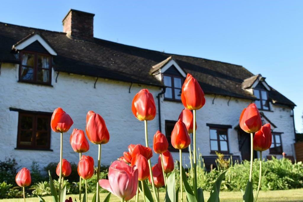 Glencoed B&B Wrexham Buitenkant foto